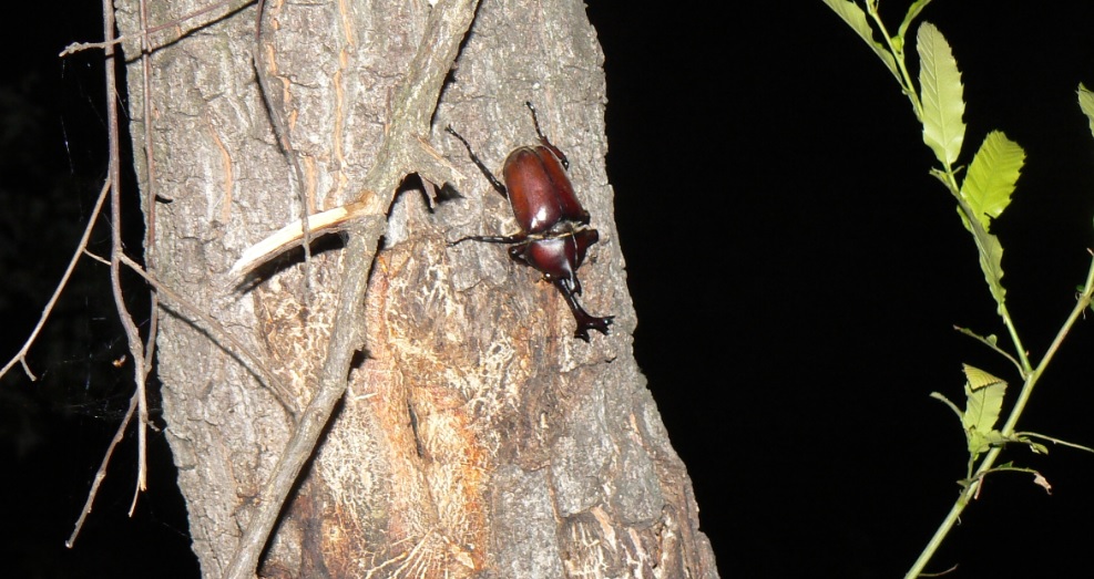 住宅横の飲み屋_カブトムシ1♂が独り飲み_2021年6月7日20時50分 気温25度